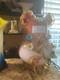 Antique Victorian Art Glass Vase With Pink Crumpled Top And Footed