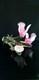Archimede Seguso Murano Glass Pink Alabastro Birds On The Branch