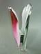 Flygsfors Coquille Art Glass Vase Paul Kedelv MCM Pink Green White Signed 13.5