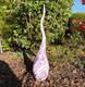 Glass flame 60cm Pink Purple White mouth-blown garden sculpture glass art
