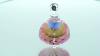 Richard Hollingshead II Pink Percussion Marble And Explosion Blossom Glass Spinning Top