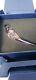 SWAROVSKI JUNGLE BEATS PINK PARAKEET CHA CHA 5557848 retired boxed perfect rare