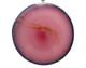 Salamandra Studio Art Glass Hand Blown Pink Swirl Rondel Window Suncatcher'05