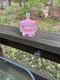 VTG Pink Selenium Art Glass glows. Powder, Trinket Jar with Lid Rare