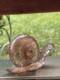 Vintage Fenton Art Glass Iridescent Peach Pink Carnival Snail Figurine Sculpture
