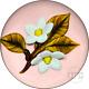 William Manson 2022 Art Glass Paperweight Flamework White Daisies on Opaque Pink